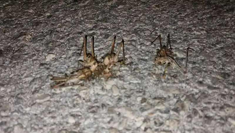 Yüzlerce Çekirgeler Şehrin Başına Bela Oldu, Olay Yerinden Son Gelişmeler