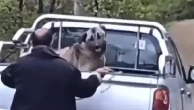 Trabzon'da Bir Yaşlı Adamın Halatla Köpeği Dövdüğü Anlar Şok Ettti!
