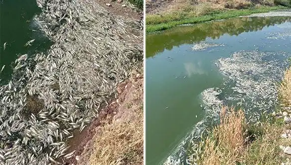 Karasu Çayı'nda Şok Balık Ölümleri: Sebepleri Araştırılıyor
