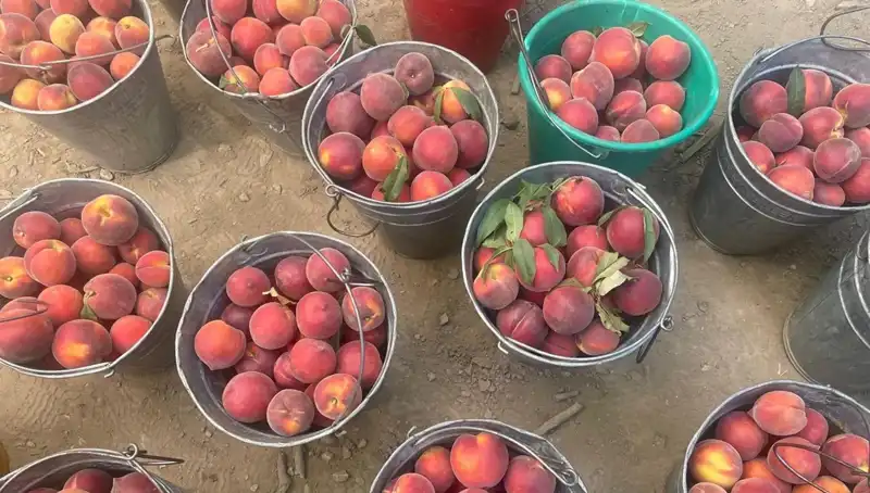 Bu Yıl Çiftçiler Gülüyor: Hasat Döneminde Fiyatlar 100 Liraya Ulaştı