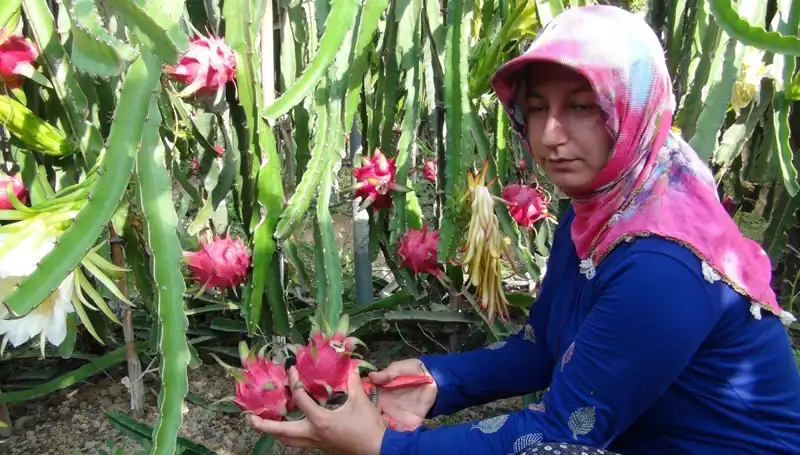 Emekli Olduktan Sonra Pitaya Üretimine Geçen Çiftçi, Kilosu 200 TL'den Satıyor!