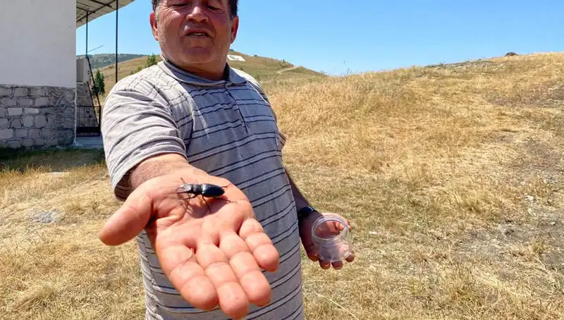 Sivas'ta Görülen Uçucu Böceği Öldürmenin Cezası Neden 557 Bin TL?