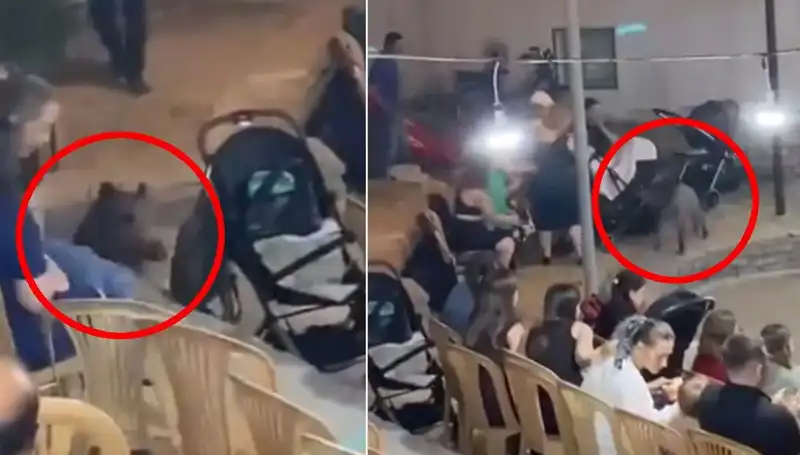 Düğün Törenine Giriş Yapan Yaban Domuzu Herkesi Şaşırttı
