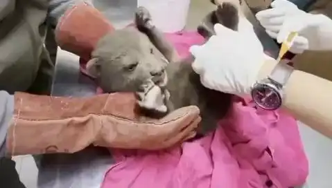 Karabük'te Yavru Bozayı İşçi ve Çocukların Dikkatini Çekti!