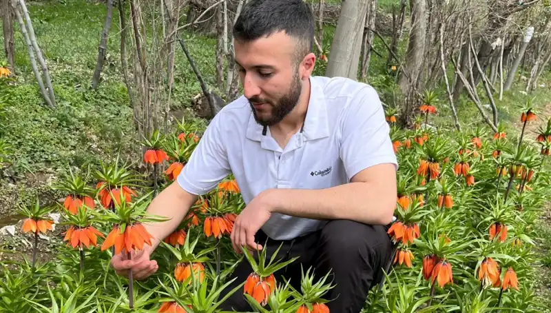Ağlayan Gelin Çiçeği: 20 Gün Süren Efsanevi Ömrü ve Cezası