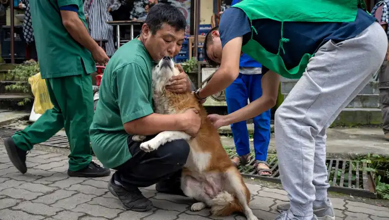 Filipinler'de Kuduz Alarmı: 2024'te 426 Hayat Kaybı!