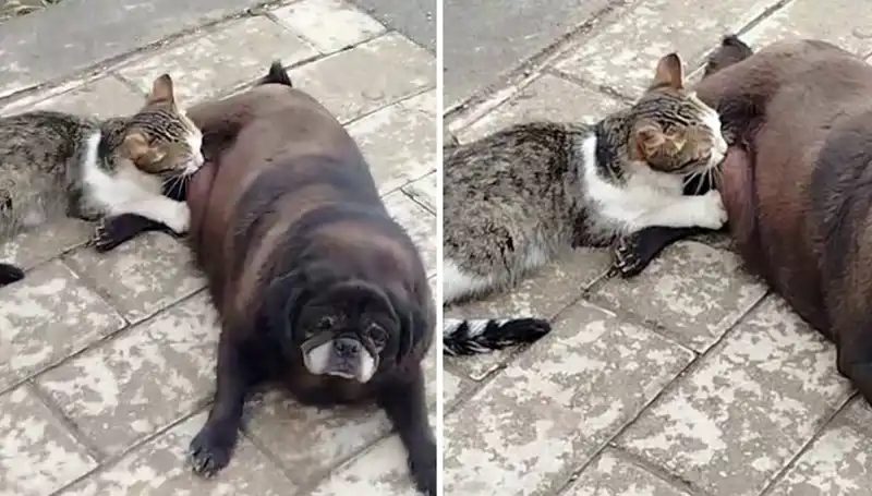 Erzurum’da Bir Köpeğin Kediyi Emzirmesi Görenleri Şaşırttı!