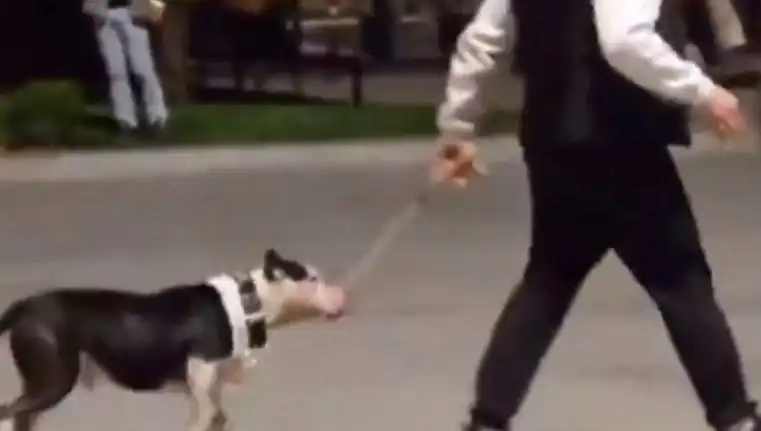 Ağızlıksız Pitbull'un Saldırısı: Sahiplerine Cezai İşlem Yapıldı