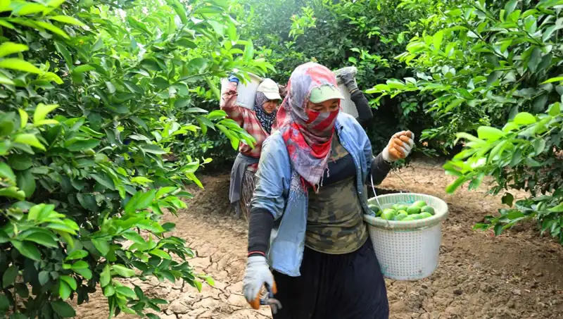 Fiyatı 150 Lirayı Aşan Sebzede Yeni Hasat Umut Vadediyor