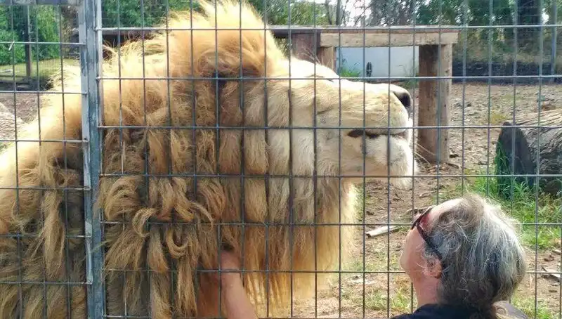 Avustralya'da Aslan Saldırısı: Kadının Kolunu Kafesten Kapma Anı