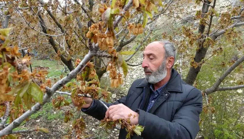 Kiraz Üreticileri Zirai Don Nedeniyle Ciddi Kayıplar Yaşıyor