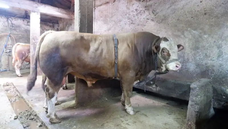 1 Ton 200 Kilo Piyasa Şokunu Taktık! Fiyatı Gözleri Dolarıyor