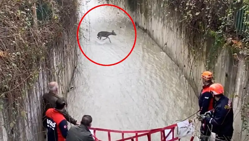 Mahsur Kalan Karaca İçin Eşsiz Kurtarma Operasyonuna Tanıklık Edin!