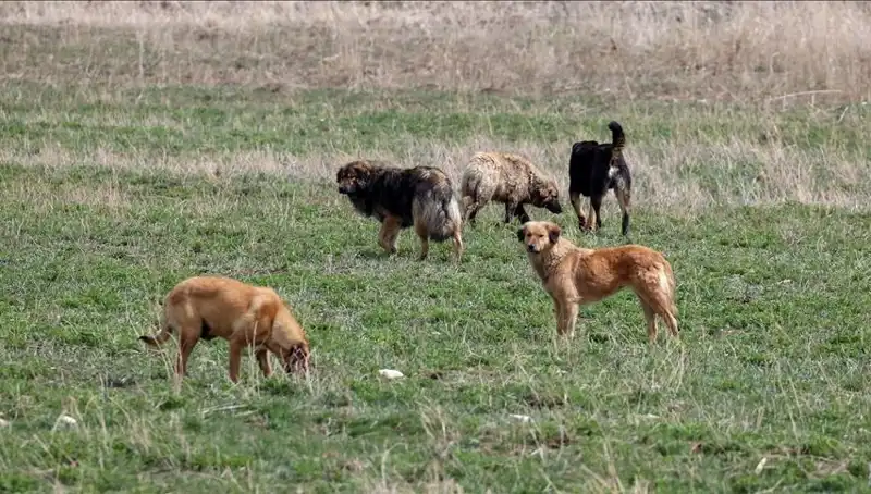 Ankara'da Sahipsiz Köpeklerde Yeni Dönem: Barınaklardan Bırakma Cezası Uygulaması
