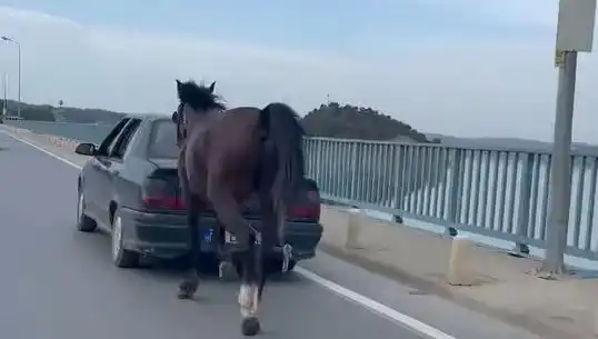 Adana'da Atına Eziyet Eden Kişiye Şok Tutuklama!