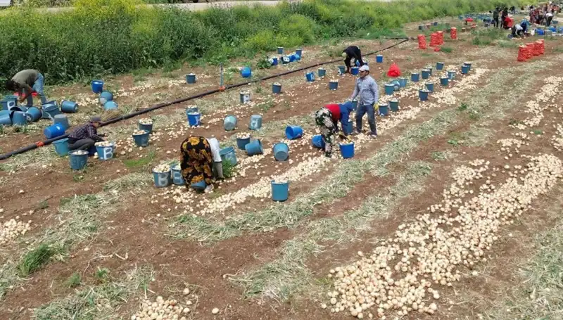 Soğan Hasadı Başladı: Fiyatlar Nasıl Etkilendi ve Gelecek Trendler Neler?
