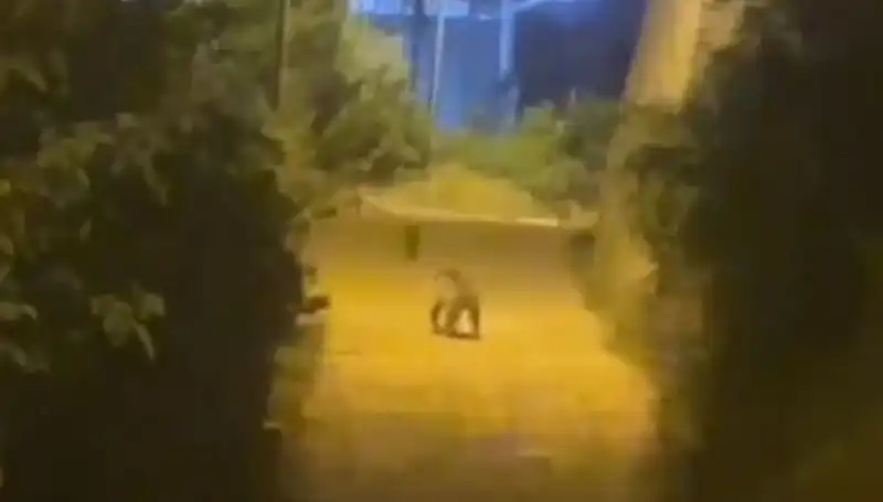 Gümüşhane Şehir Merkezine İnen Ayı, Vatandaşları Peşinden Koşturdu!