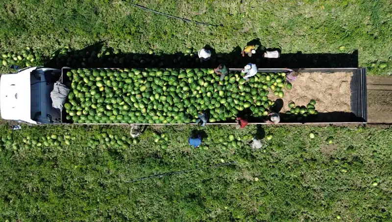 Bafra Ovası’nda 94 Bin 500 Ton Karpuz Rekoltesi Bekleniyor: Hasat Zamanı Geldi