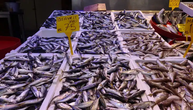 Balık Sezonu Sona Eriyor: Balıkçıların Ve Tutkunların Son Dönem Savaşları
