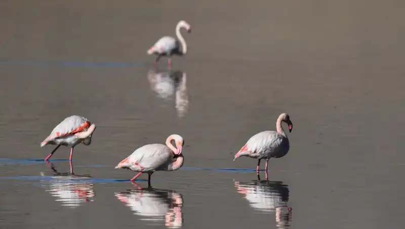 Kuş Cenneti Kuraklıkla Mücadele Ediyor: Flamingo Sayısı Nedeniyle Tehlikede