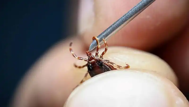 Yaz Gelirken Kene Tehlikesine Dikkat! Sağlık Bakanlığı'ndan Önemli Uyarılar