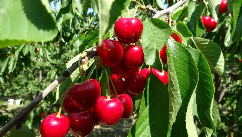 Çay Hasadı Başladı: Bu Yıl Ne Kadar Çay Bekleniyor?