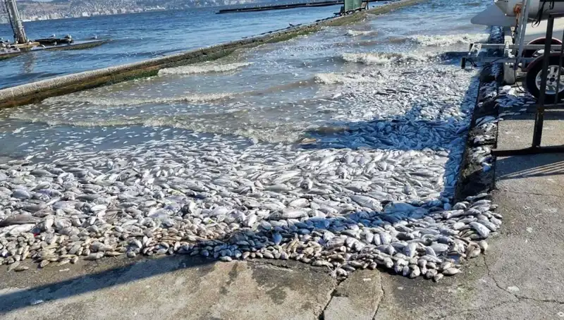 İzmir Körfezi’nde Temiz Deniz Dönemi Başlıyor: Çevreye Dost Projeler Hayata Geçiyor