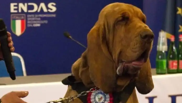 Arama Köpeğine Suikast: Çivili Sosisle Kandırılarak Öldürüldü