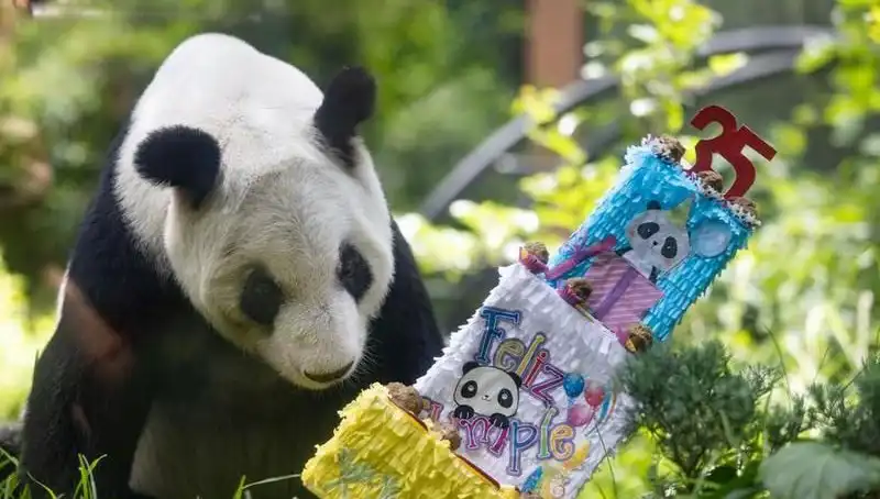 Dev Panda Xin Xin, 35 Yaşına Girdi; Kutlamalar Tüm Dünyayı Sardı!
