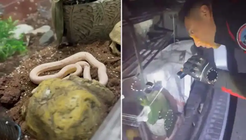 Devriye Ekipleri Şaşkına Çeviren Olay: Arabadan Zehirli Yılanlar Fışkırdı!