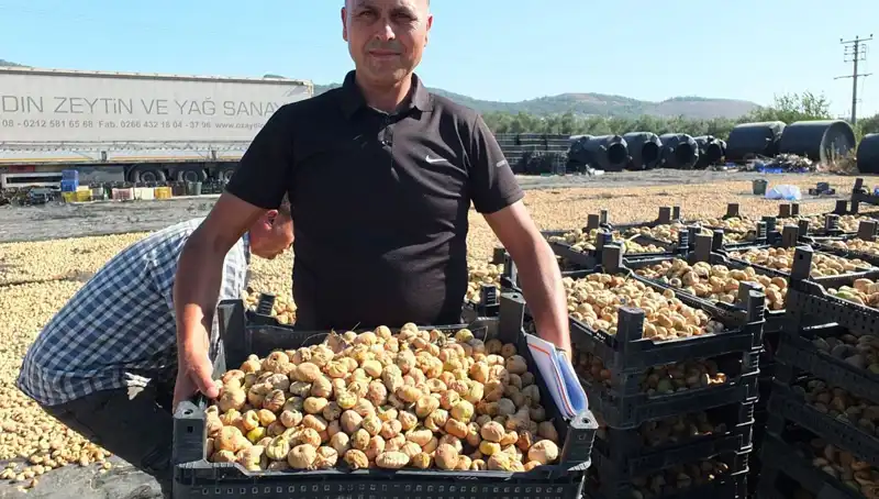 Balıkesir’de Hasat Sezonu: Çin ve Rusya'ya İhraç İmkanları Artıyor