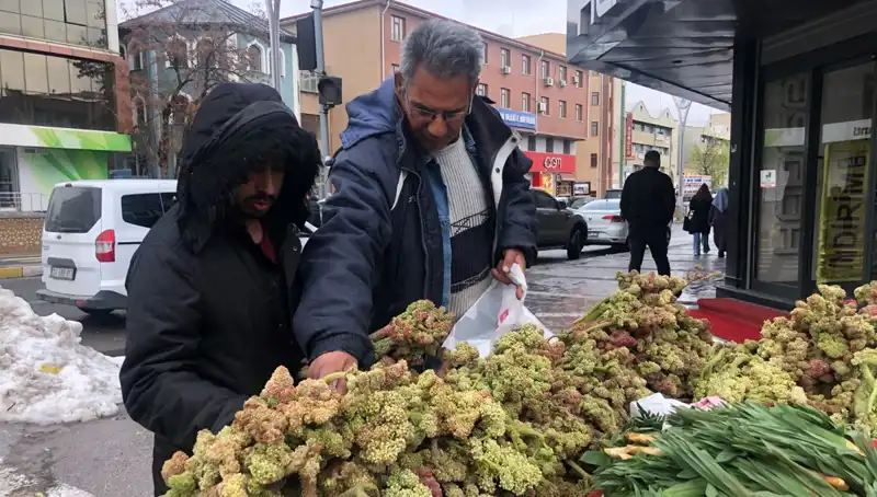 Kendiliğinden Yetişen Bu Bitki, Kanserle Mücadelede Umut Vadediyor