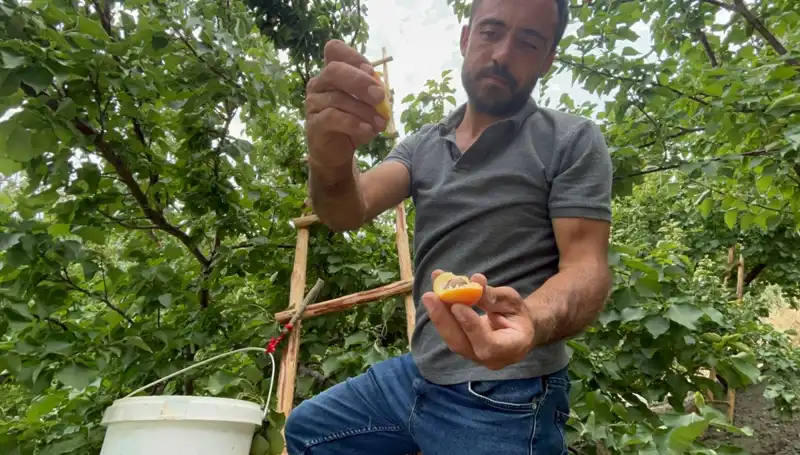 Sadece 50 TL ile 70 TL Arasında Satılıyor: Bu Lezzet Kaçmaz!