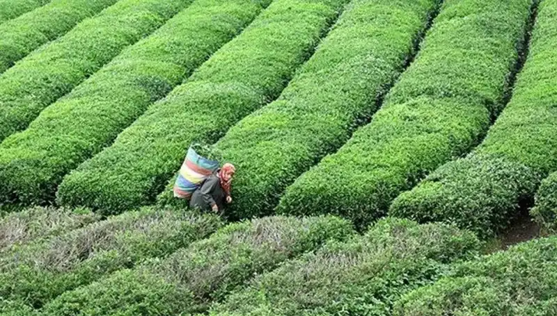 ÇAYKUR Bayramda Yaş Çay Alımına Devam Ediyor: Çiftçilere Müjde!