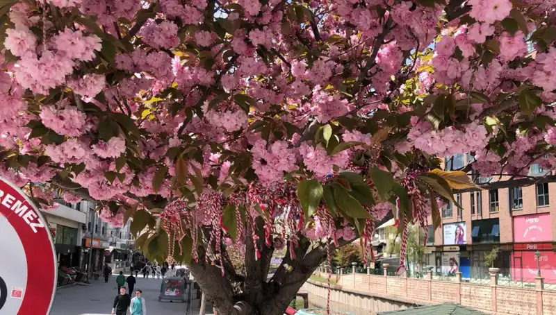 Süs Erik Ağacına Martenitsa Bağladı: Gelenekler Canlanıyor!