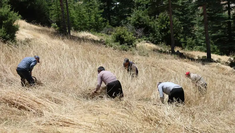 Teknolojinin Ulaşamadığı Tarla: Ellik ve Orakla Hasat Dönemi Başladı