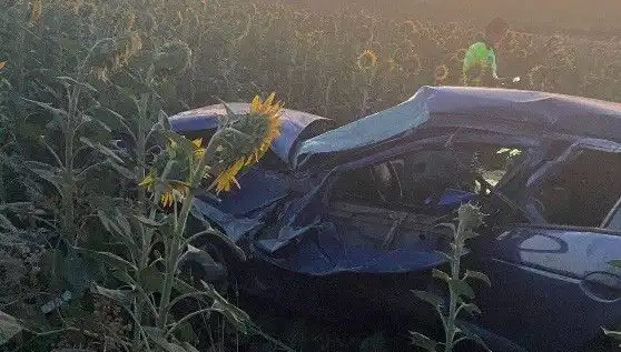 Otomobil Ayçiçeği Tarlasına Devrildi, Yaralılar Hastaneye Kaldırıldı