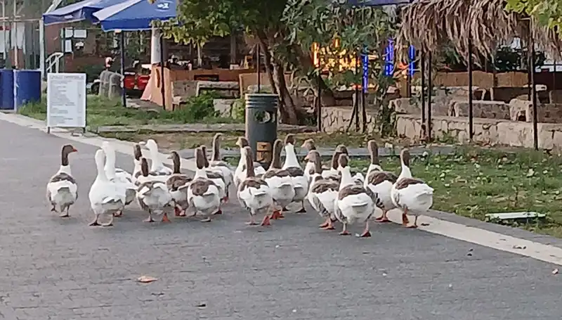 Denizde Yüzerken Kümese Kapattılar: Kazların Dramı Sosyal Medyayı Salladı