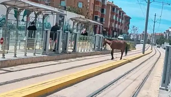 Eskişehir Tramvay Raylarında Başına Neler Geldi? Başboş At Şaşkınlığı!