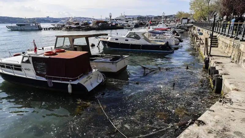 Müsilaj Krizi İstanbul’un Suyunu Tehdit Ediyor: Çözüm Yolları Neler?
