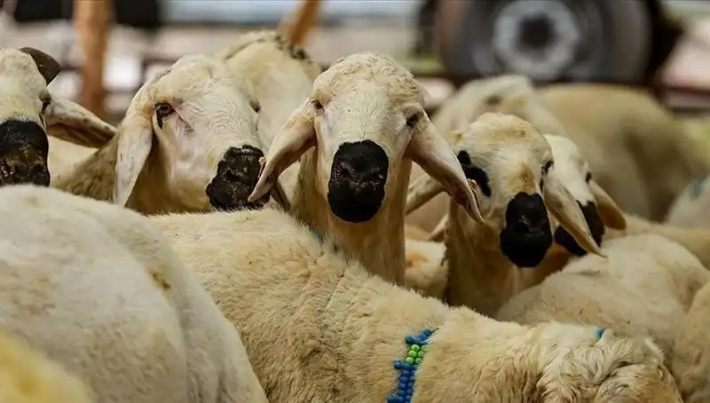 Kurban Bayramı Ne Zaman? 9 Günlük Bayram Tatili Gerçekleşecek Mi?
