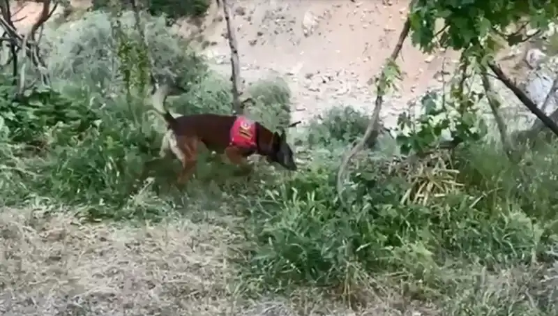 Dere Kenarında Gizli Esrar: Dedektör Köpekler Eşliğinde Şok Gelişme