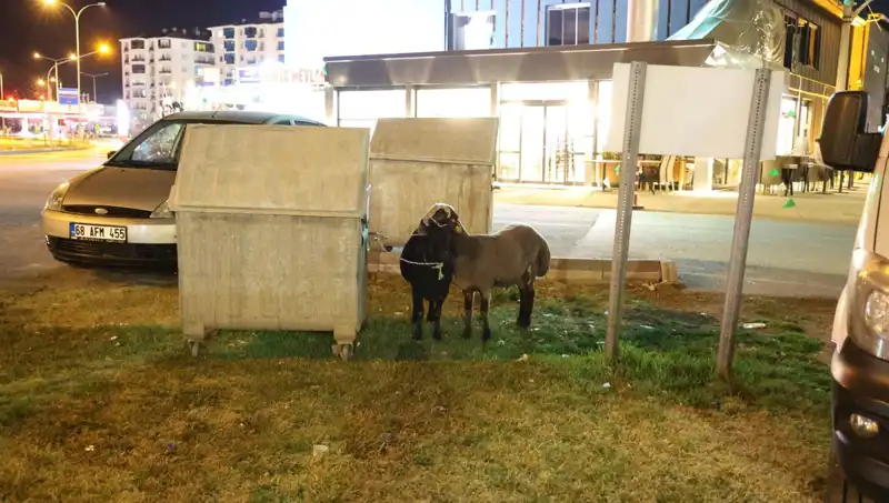 Yolda Terk Edilen Mor Karaman Irkı Koyunlar, Hayvanseverlerin Dikkatini Çekiyor