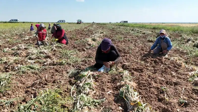 Rusya, Almanya ve İspanya'nın Antibiyotiği: Tarımda Yeni Dönem Başlıyor