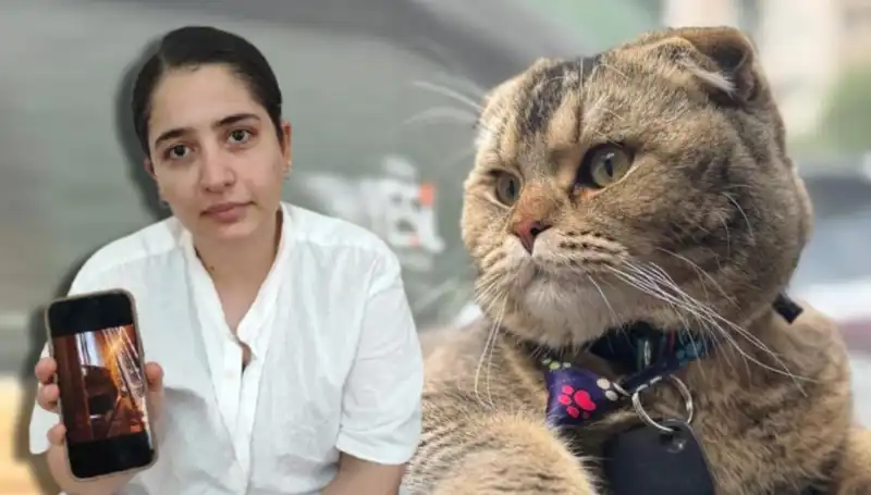 Evlilik Krizinin Sebebi: Kedinin Duygusal Etkisi ve Sonuçları