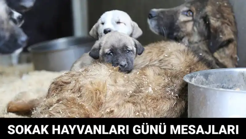 Dünya Sokak Hayvanları Günü: Önemi ve Mesajlarıyla Farkındalık Yaratma Zamanı