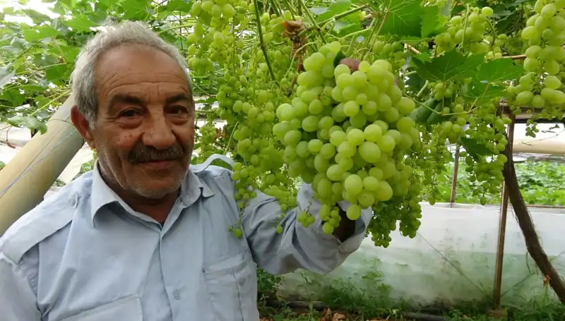 Zirai Don Meyve Fiyatlarını Vurdu: İlk Ürünler 250 TL’den Satılıyor!