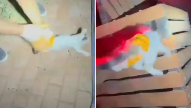 Gece Yarısı İtfaiye Ekibi, Yüksek Ağaçta Kedi Kurtarma Operasyonu Gerçekleştirdi