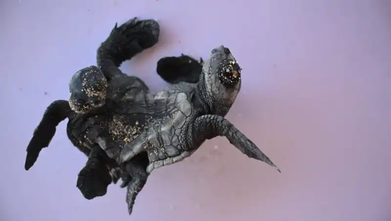 Görenleri Şaşkına Çeviren Eşsiz Siyam İkizi Caretta Carettalar!