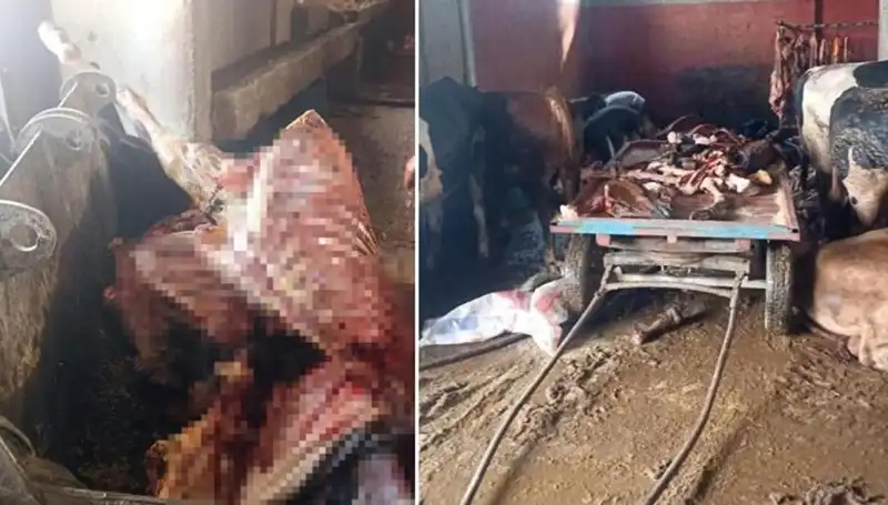 Adana’da Korkunç Suç: 2,5 Ton At Eti ve 4 Kurtarılan At